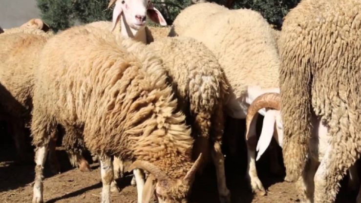 أضاحي العيد