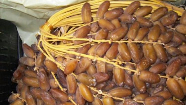 دقلة نور
