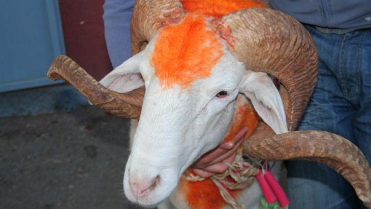 عيد الأضحى
