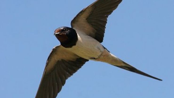 طائر السنونو