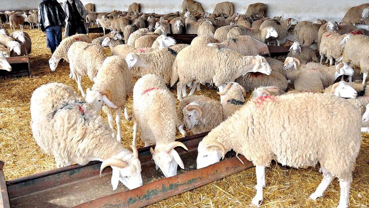 رئيس الجمهورية يأمر باستيراد مليون رأس غنم