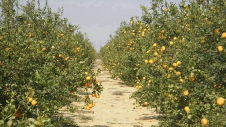 أشجار الحمضيات