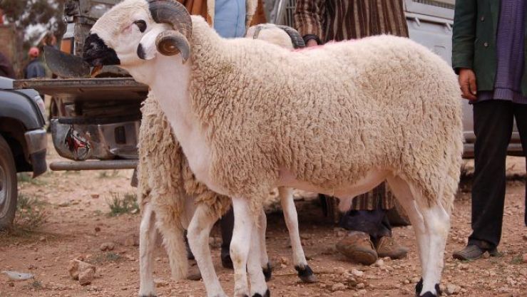 أضاحي العيد