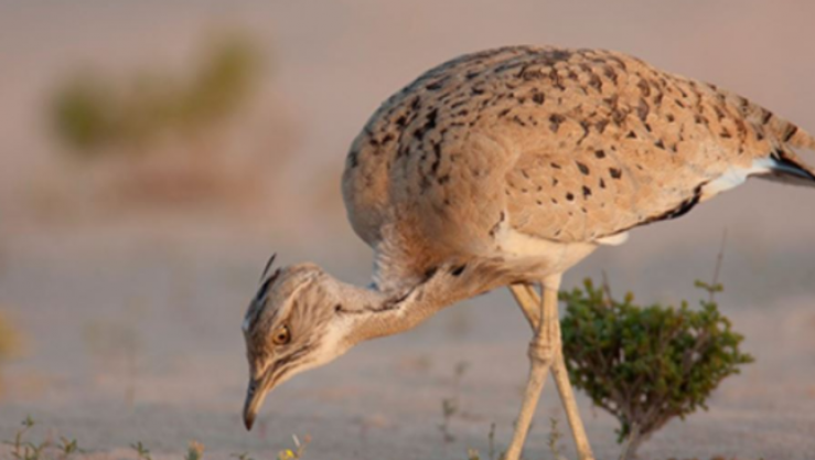 طائر الحبارى