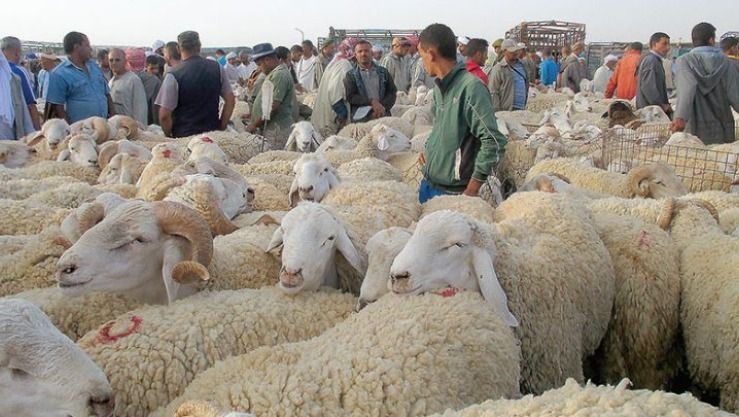 السماسرة يلهبون أسعار الأضاحي