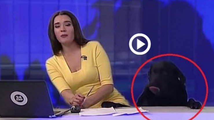 كلب يقتحم أستودية الأخبار