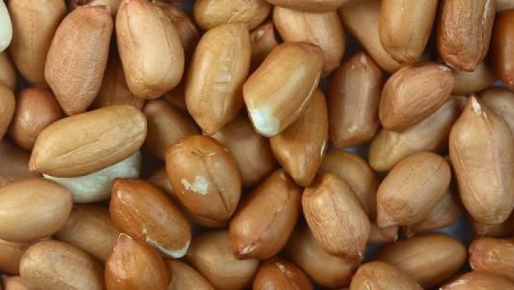 الفول السوداني