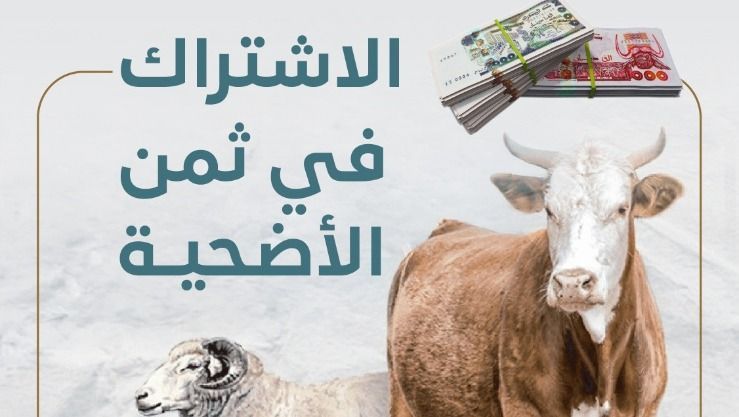 هذا هو حكم الاشتراك في ثمن الأضحية