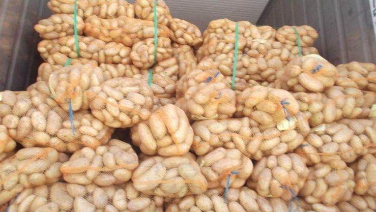 البطاطا