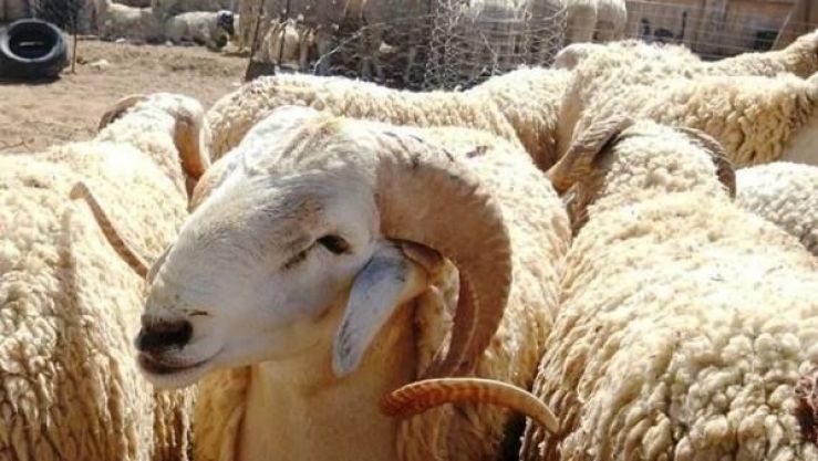 تراجع أسعار الماشية
