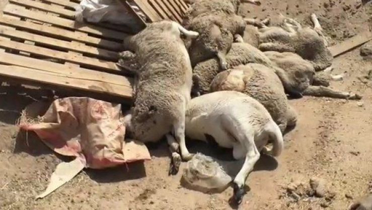 نفوق المواشي