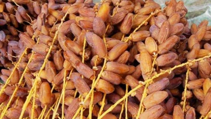 صالون للتمور في بسكرة