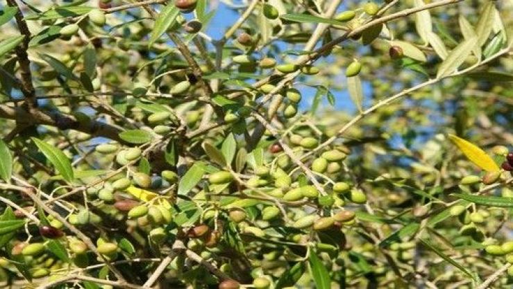 أشجار الزيتون