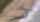 الأنابيب الجزائرية 