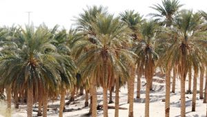 تعبيرية