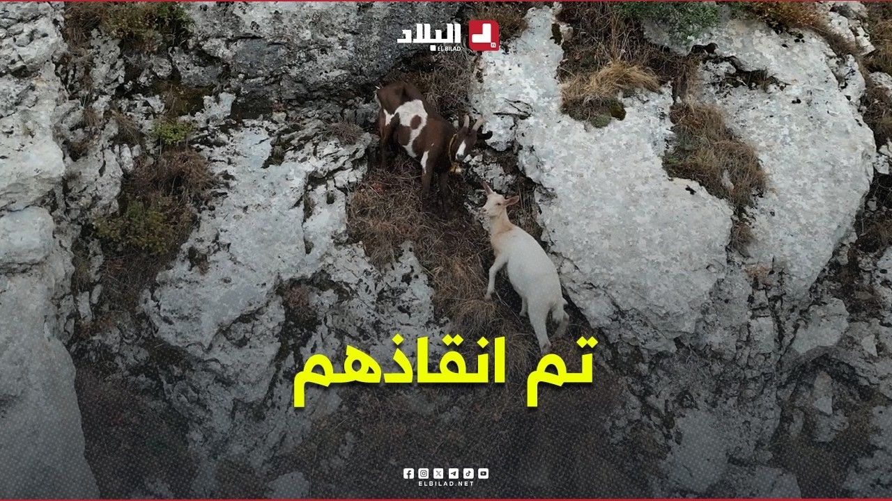 إنقاذ 5 رؤوس من المعز في قمة جبلية في الجزائر