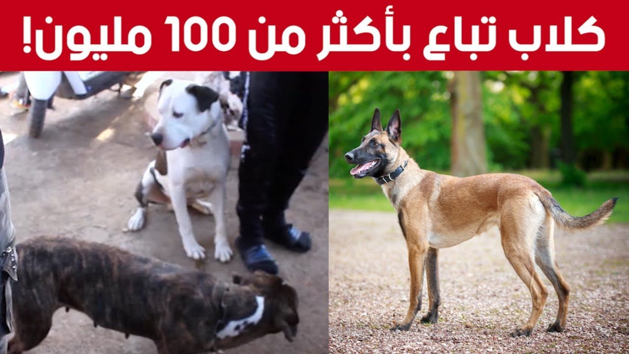 وهران: كلاب مدربة تباع بالملايين في ساحة الحي 