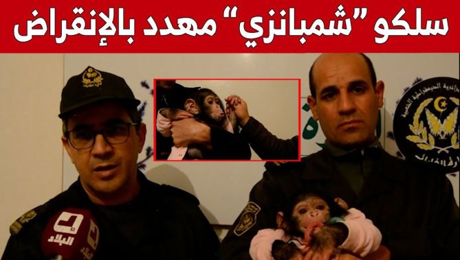 شاهدوا.. االعثور على صغيرَي "شمبانزي" من النوع المهدد بالانقراض وهكذا تم الاعتناء بهما