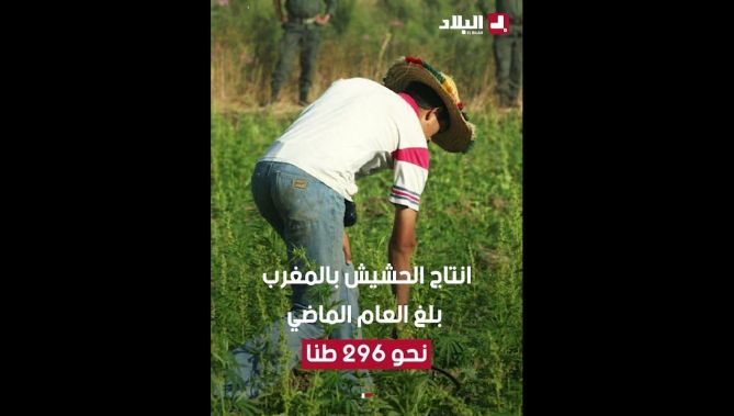 المغرب يضاعف من إنتاج الحشيش إلى 8 مراة مقارنة بالسنة الماضية