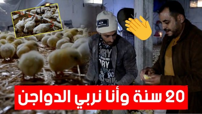 رغم النقائص العديدة وصعوبة المهنة.. سمير من باتنة يواصل الحفاظ على تربية الدواجن🐣👏