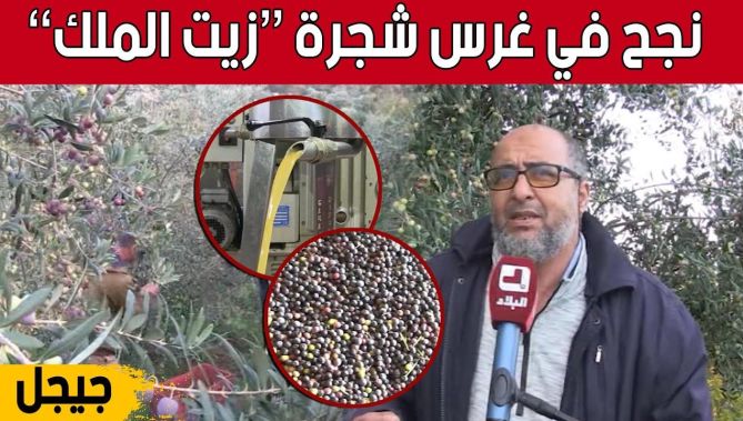 أشجار "زيتون الأربكينا".. تجربة ناجحة بمردود مضاعف بولاية #جيجل.. شاهد