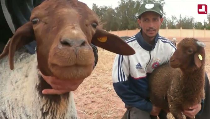 🔴النعامة.. برامج تحفيزية لحماية سلالة "الدغمة" ذات اللحوم بجودة عالمية