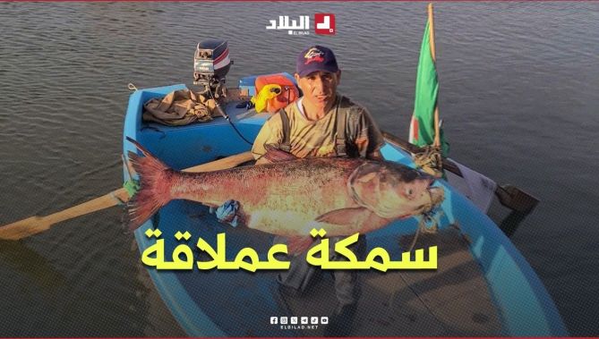 "سمكة عملاقة في سد بالصحراء"..  صياد يتمكن من اصطياد سمكة تزن حوالي 45 كلغ بولاية البيض
