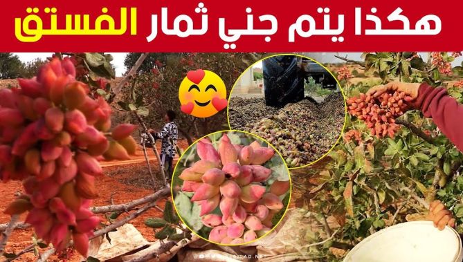 #البويرة تحتل المرتبة الأولى.. موسم جني ثمار #الفستق ينطلق بـ #الجزائر.. تعرفوا كيف تتم العملية 👇🥰