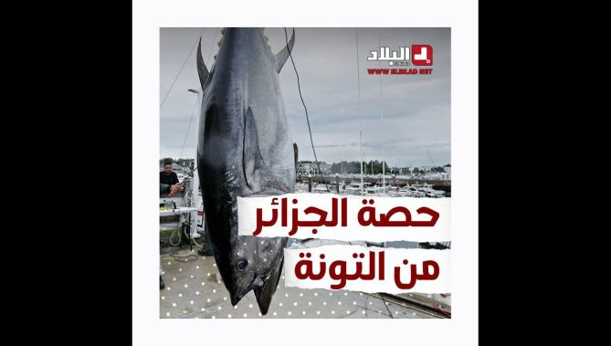 !الجزائر تطالب برفع حصتها في صيد التونة الحمراء