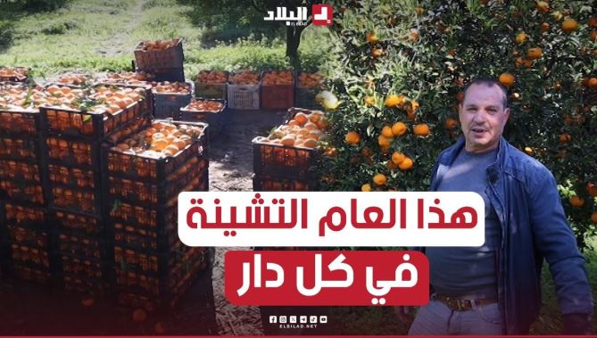 وفرة في إنتاج #البرتقال بولاية #سكيكدة والفلاحون يطمحون لولوج عالم #التصدير.. شــاهدوا