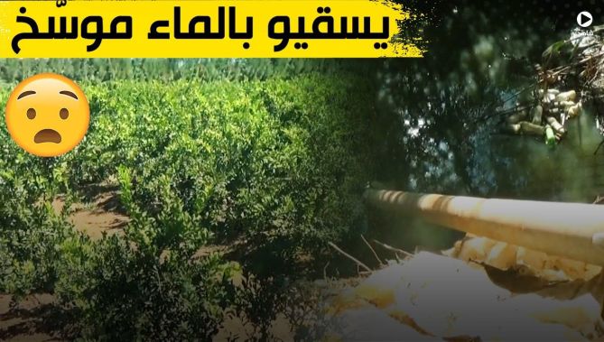 أمن تيبازة يوقف 4 فلاحين يستعملون المياه القذرة لسقي المحاصيل الزراعية .. شاهدوا