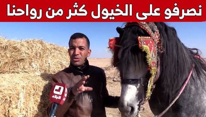 الشاب لمين من المدية.. ينشئ مزرعة لتربية الخيول البربرية الأصيلة.. شاهد: