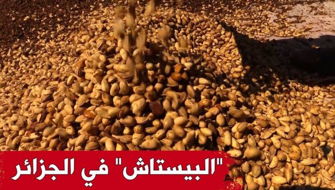 زراعة الفستق في الجزائر.. تجربة فلاحية ناجحة تستحق الدعم والمرافقة.. شاهدوا