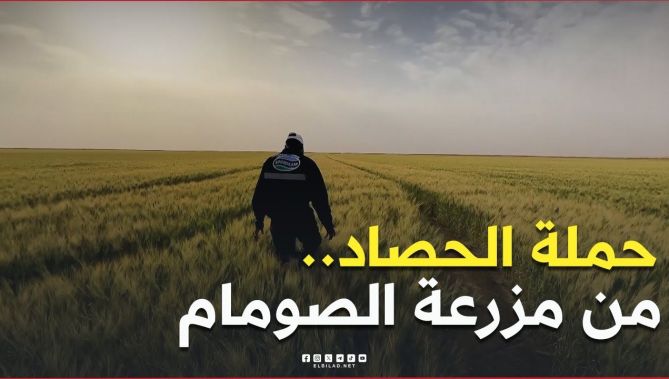 #ورقلة: انطلاق حملة #الحصاد والدرس من مزرعة "#الصـــومام" النموذجية