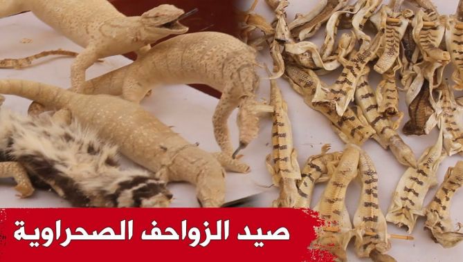صيد الزواحف الصحراوية.. من هواية إلى تجارة رائجة ومربحة! .. شاهدوا