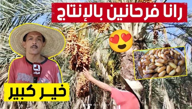 إنتاج وفير لتمر "المنقر" بولاية خنشلة بعد انطلاق موسم الجني.. شاهدوا: