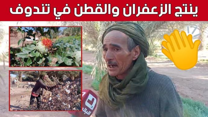 "محمد" يرفع التحدي وينتج القطن والزعفران في تندوف.. شاهد: