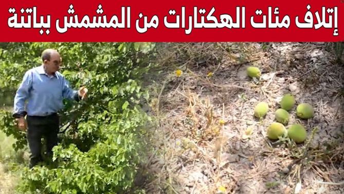 التقلبات الجوية تتلف مئات الهكتارات من فاكهة المشمش بباتنة.. شاهد