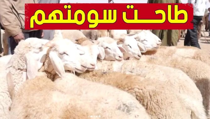 تسجيل انخفاض في أسعار المواشي بأسواق تلمسان قُبيل عيد الأضحى: