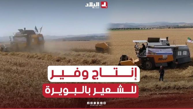 📌#أرقام_قياسية ... #البويرة تحتل المرتبة #الأولى وطنيا في إنتاج #الشعير