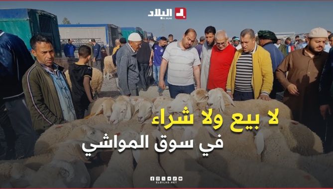 #عنابة .. لا بيع ولا شراء في سوق #المواشي 🐑🐏 وترقب واسع لبداية بيع الخرفان المستوردة