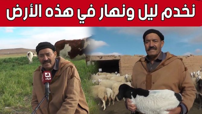 "عمي #رايس".. سبعيني متمسك بخدمة الأرض ورعي الأغنام بـ #الجلفة.. شاهد: