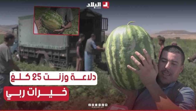 📌#باتنة : موسم جني #البطيخ الأحمر.. #مردود معتبرا كما ونوعا " خير كبير"