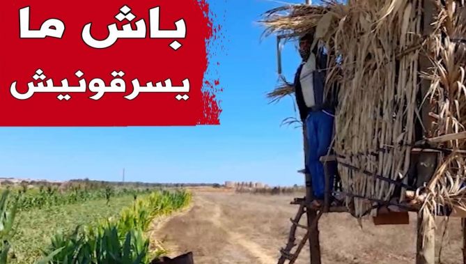 "عبد الكريم".. شاب من مستغانم يصنع من أدوات بسيطة برج خاص للمراقبة لحماية حقله من السرقة والتخريب