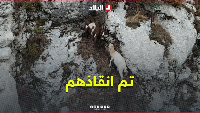 #شاهدوا تفاصيل إنقاذ 5 رؤوس من المعز حاصرتها التضاريس القاسية بقمة جبلية