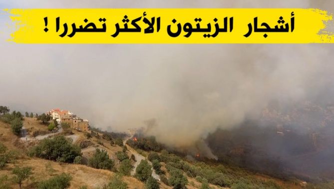 مساحات هائلة من الأشجار المثمرة قضت عليها الحرائق بتيزي وزو