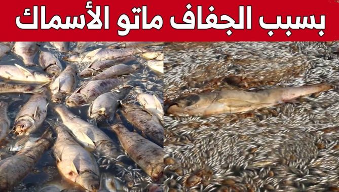 نفوق كمية معتبرة من الثروة السمكية بسبب جفاف سد "جرفة التربة" ببشار.. شاهد: