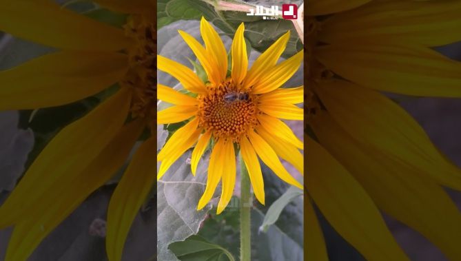 دوار الشمس يلوّن سهول البليدة .. الزراعة المحلية تُزهر أملًا 🌻🇩🇿