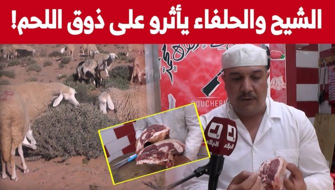 الكلأ والأعلاف تؤثر على مذاق اللحوم والأجبان.. شاهدوا