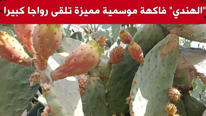التين الشوكي "الهندي".. فاكهة موسمية مميزة تلقى رواجا كبيرا في ولاية عنابة.. شاهدوا